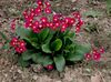 rød Primula