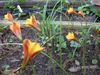 πορτοκάλι λουλούδι Βροχή Κρίνος φωτογραφία