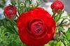 crvena Cvijet Ranunculus, Perzijski Ljutić, Turban Ljutić, Perzijski Crowfoot foto