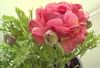 růžový Květina Ranunculus, Perština Pryskyřník, Turban Pryskyřník, Perština Crowfoot fotografie