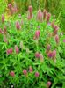 pink Flower Red Feathered Clover, Ornamental Clover, Red Trefoil photo
