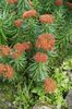 წითელი ყვავილების Rhodiola, Roseroot, Sedum, Leedy ის Roseroot, Stonecrop ფოტო