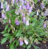 lilac Ringflower
