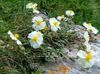білий Квітка Геліантемум (Солнцецвет) фото