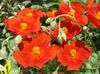 красный Цветок Гелиантемум (Солнцецвет) фото