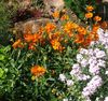 помаранчевий Квітка Геліантемум (Солнцецвет) фото