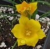žlutý Květina Romulea fotografie