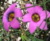 ვარდისფერი ყვავილების Romulea ფოტო