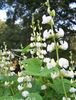 hvit Blomst Ruby Glød Hyacinth Bean bilde