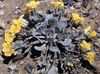 dzeltens Zieds Rydberg Twinpod, Dubultā Bladderpod foto