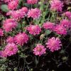 рожевий Квітка Скабіоза фото
