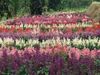 pembe çiçek Kızıl Adaçayı, Kızıl Salvia, Kırmızı Adaçayı, Kırmızı Salvia fotoğraf