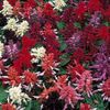 burgundia Floare Salvie Stacojiu, Salvia Stacojiu, Salvie Roșie, Salvia Roșu fotografie