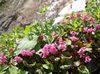 rózsaszín Virág Schizocodon Soldanelloides fénykép