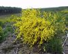 sárga Virág Scotch Seprű, Broomtops, Seprűzanót, Európai Seprű, Ír Seprű fénykép