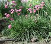 розовый Цветок Армерия приморская фото