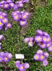fialový Kvetina Prímorskou Sedmokráska, Plážové Astra, Flebane fotografie