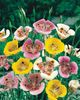 ροζ λουλούδι Sego Κρίνος, Τουλίπας Αστέρι Tolmie, Το Τριχωτό Αυτιά Μουνί φωτογραφία