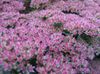 lilac Showy Stonecrop