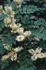 balts Zieds Asiatic Yellowwood, Amūras Maackia foto