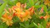 oranžs Zieds Acālijas, Pinxterbloom foto