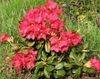красный Цветок Рододендрон фото
