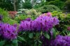 fialový Kvetina Azalky, Pinxterbloom fotografie