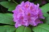 紫丁香  杜鹃花，pinxter绽放 照片