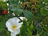λευκό λουλούδι Παραλία Τριαντάφυλλο φωτογραφία