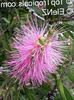 ვარდისფერი ყვავილების Bottlebrush ფოტო