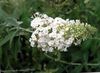 white Flower Butterfly Bush, Summer Lilac photo
