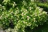 თეთრი ყვავილების Buttonbush, თაფლი ზარები, Honeyball, ღილაკს Willow ფოტო