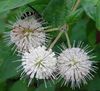 alb Floare Buttonbush, Clopote Miere, Honeyball, Butonul Salcie fotografie
