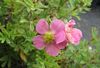 ვარდისფერი ყვავილების Cinquefoil, Shrubby Cinquefoil ფოტო