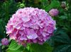 ružová Obyčajný Hortenzie, Bigleaf Hortenzie, Francúzske Hortenzie