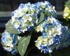 γαλάζιο λουλούδι Κοινή Ορτανσία, Πλατύφυλλος Ορτανσία, Γαλλικά Ορτανσία φωτογραφία
