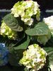 зелений Квітка Гортензія Садова фото