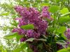 Gewöhnlicher Flieder, Französisch Lilac