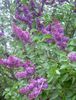 violetti Kukka Yhteinen Liila, Ranska Lila kuva
