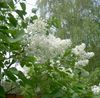 bianco Fiore Lilac Comuni, Lilla Francese foto