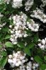 fehér Virág Deutzia fénykép
