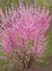 pinkki Kukka Kaksinkertainen Kukinnan Kirsikka, Kukinnan Manteli kuva