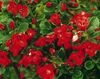 წითელი ყვავილების Escallonia ფოტო
