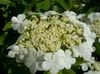 white Bloem Europese Cranberry Viburnum, Europese Sneeuwbal Struik, Gelderse Roos foto