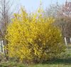 gul Blomst Forsythia bilde