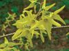 yellow Flower Forsythia photo