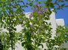 γαλάζιο λουλούδι Χρυσή Σταγόνα Δροσιάς, Ουρανός Λουλούδι, Περιστέρι Μούρο φωτογραφία