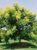 Árvore Chuva De Ouro, Goldenraintree Panicled