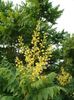 жълт Цвете Златен Дъжд Дърво, Panicled Goldenraintree снимка