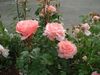 różowy Grandiflora Wzrosła